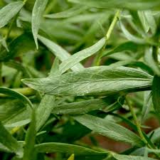 Image result for Artemisia dracunculus
