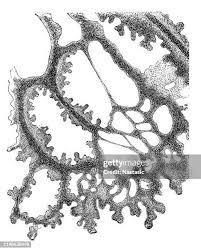 Attēlu rezultāti vaicājumam “Physarum nitens young”