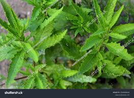 Image result for Chenopodium ambrosioides