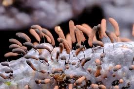 Attēlu rezultāti vaicājumam “Comatricha pulchella spores”