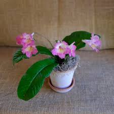 Image result for Streptocarpus