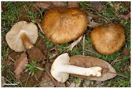 Attēlu rezultāti vaicājumam “Inocybe lanuginosa”