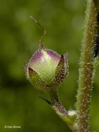 Attēlu rezultāti vaicājumam “Verbascum blattaria leaf”