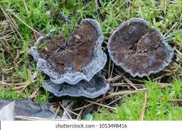 Attēlu rezultāti vaicājumam “Phellodon melaleucus”