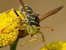 Attēlu rezultāti vaicājumam “Polistes nimpha”