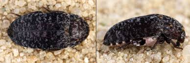 Attēlu rezultāti vaicājumam “Dermestes murinus”