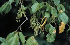 Attēlu rezultāti vaicājumam “Acer negundo fruit”