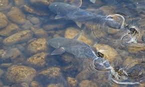 Image result for Chelon labrosus