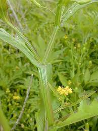 Attēlu rezultāti vaicājumam “Rorippa palustris leaf”