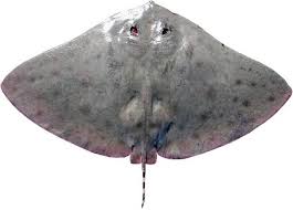 Image result for Gymnura micrura