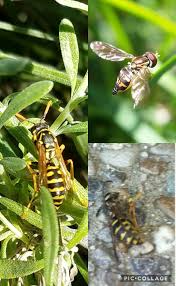 Attēlu rezultāti vaicājumam “Hoplia parvula imago”