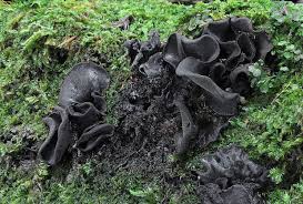 Attēlu rezultāti vaicājumam “Ionomidotis irregularis”