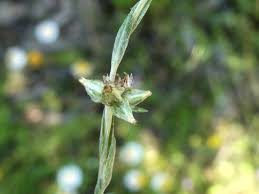 Attēlu rezultāti vaicājumam “Filago arvensis”