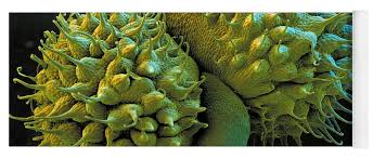 Attēlu rezultāti vaicājumam “Galium aparine fruit”