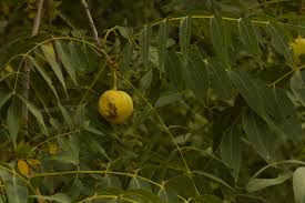 Attēlu rezultāti vaicājumam “Juglans x sinensis fruit”