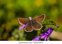 Attēlu rezultāti vaicājumam “Eumedonia eumedon”