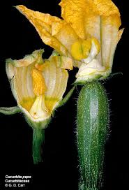 Attēlu rezultāti vaicājumam “Cucurbitaceae”