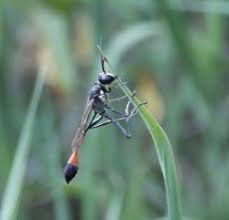 Attēlu rezultāti vaicājumam “Ammophila sp.”
