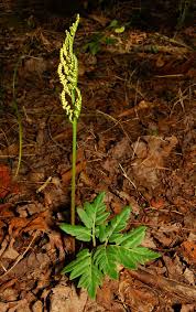 Attēlu rezultāti vaicājumam “Botrychium multifidum”