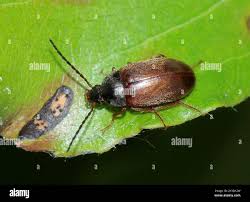 Attēlu rezultāti vaicājumam “Isomira murina”