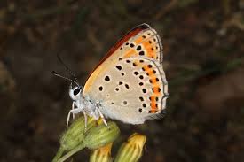 Attēlu rezultāti vaicājumam “Lycaeniinae”