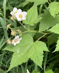 Attēlu rezultāti vaicājumam “Rubus parviflorus leaf”