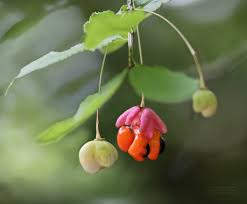 Attēlu rezultāti vaicājumam “Euonymus verrucosus fruit”