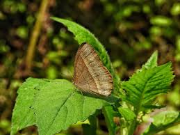 Attēlu rezultāti vaicājumam “Herminia tarsicrinalis”