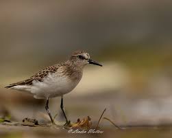 Image result for Calidris pusilla