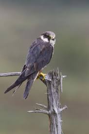 Attēlu rezultāti vaicājumam “Falco subbuteo adult”