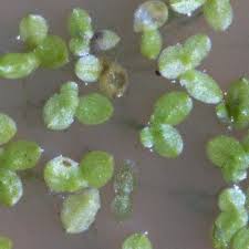 Attēlu rezultāti vaicājumam “Lemna gibba”