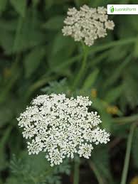 Attēlu rezultāti vaicājumam “Selinum carvifolia fruit”