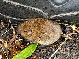 Attēlu rezultāti vaicājumam “Myodes glareolus”