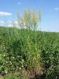 Attēlu rezultāti vaicājumam “Trisetum flavescens”