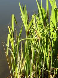 Attēlu rezultāti vaicājumam “Carex acutiformis flower”