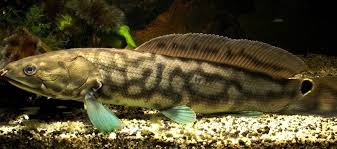 Image result for Amia calva