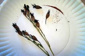 Attēlu rezultāti vaicājumam “Campanula patula fruit”