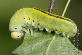 Attēlu rezultāti vaicājumam “Cimbicidae”