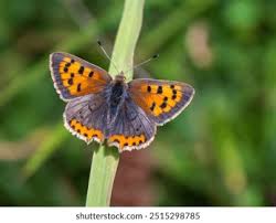 Attēlu rezultāti vaicājumam “Lycaena phlaeas underside”