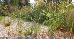 Attēlu rezultāti vaicājumam “Carex arenaria  leaf”