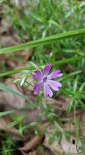 Attēlu rezultāti vaicājumam “Caryophyllaceae”