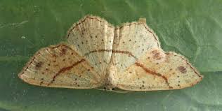 Attēlu rezultāti vaicājumam “Cyclophora punctaria”