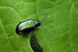 Attēlu rezultāti vaicājumam “Altica sp.”