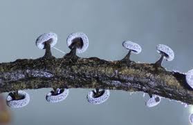 Attēlu rezultāti vaicājumam “Didymium clavus”