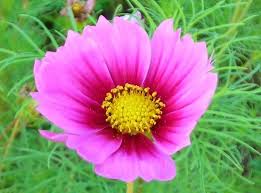 Image result for Cosmos bipinnatus
