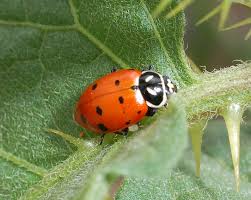 Attēlu rezultāti vaicājumam “Coccinellidae”