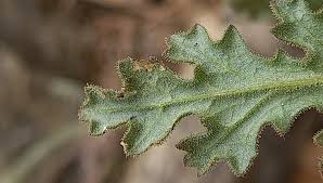 Attēlu rezultāti vaicājumam “Senecio viscosus leaf”