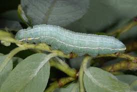 Attēlu rezultāti vaicājumam “Pterostoma palpina”