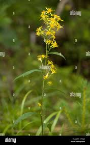 Attēlu rezultāti vaicājumam “Solidago virgaurea flower”