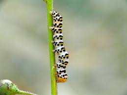 Attēlu rezultāti vaicājumam “Shargacucullia scrophulariae”